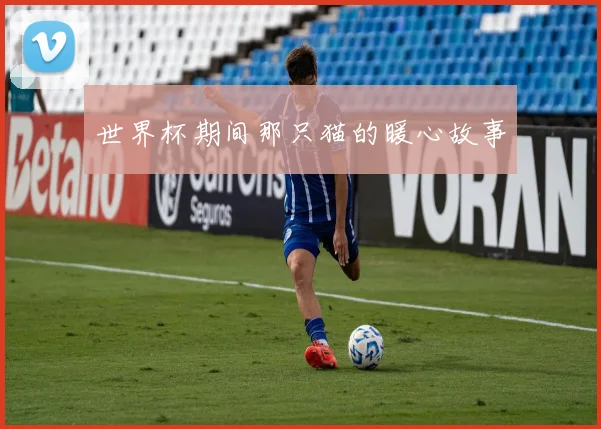 世界杯期间那只猫的暖心故事